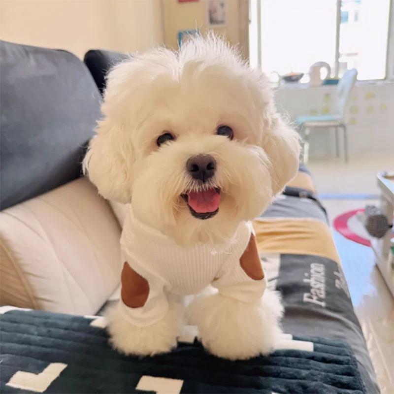 Dog Knitted Bottoming Shirt Winter Pet Clothing Teddy Bear Warm Vest Soft Two-Piece Pullover for Puppies Dog Stuff