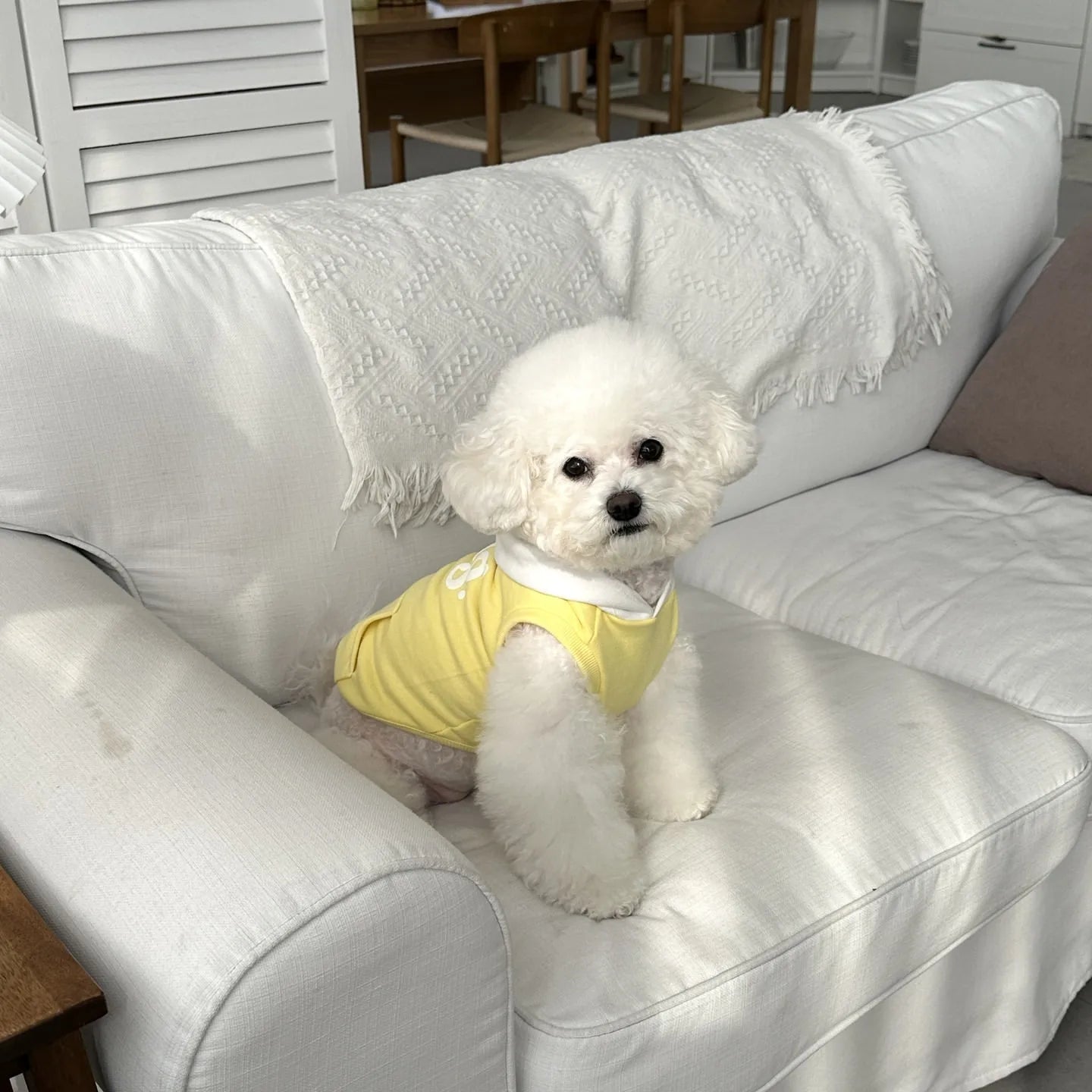 Small Dog Hooded Sweatshirt with Teddy Letter Embroidery Bichon  Winter Warmth Two-Legged Clothes Dog Stuff