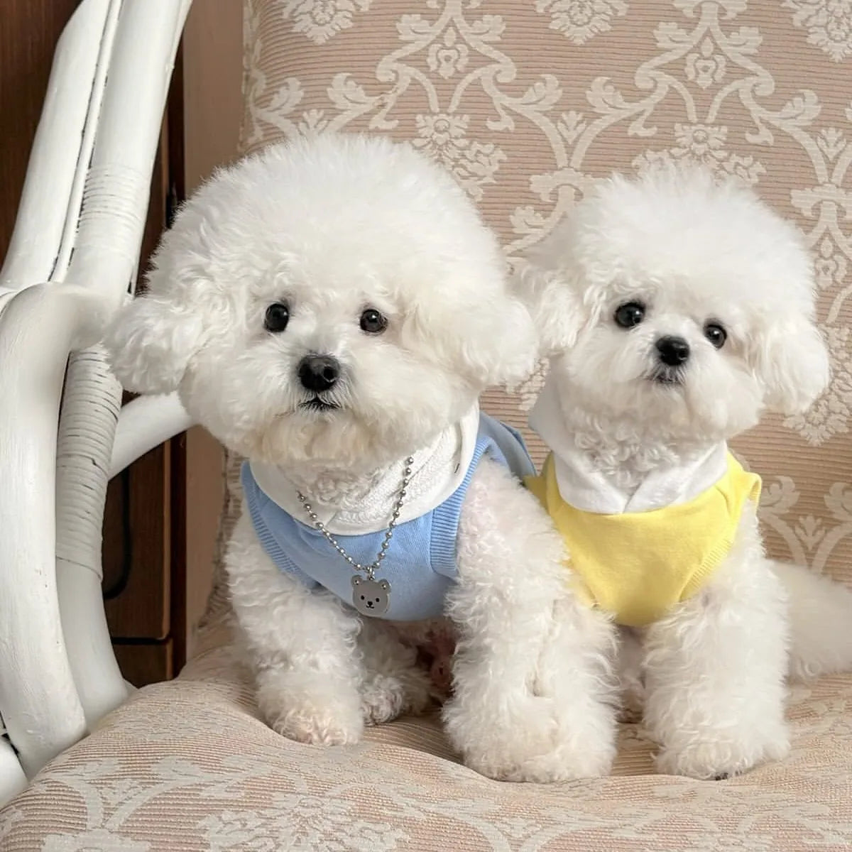 Small Dog Hooded Sweatshirt with Teddy Letter Embroidery Bichon  Winter Warmth Two-Legged Clothes Dog Stuff